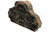 Tall, Arizona Petrified Wood Bookends - Dark Preservation #233273-2